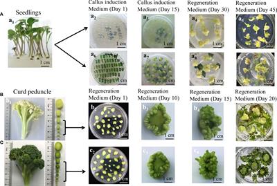 Establishment of a stable, effective and universal genetic transformation technique in the diverse species of Brassica oleracea